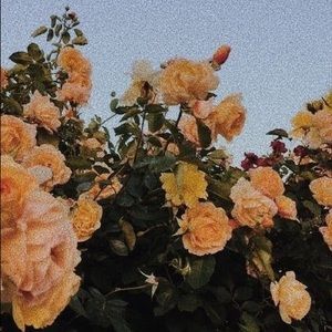 Meet your Posher, Yasmin